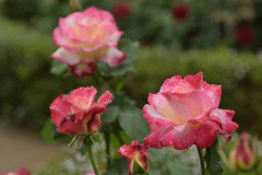 水も滴るいい薔薇