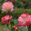 水も滴るいい薔薇