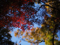 残紅