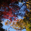 残紅