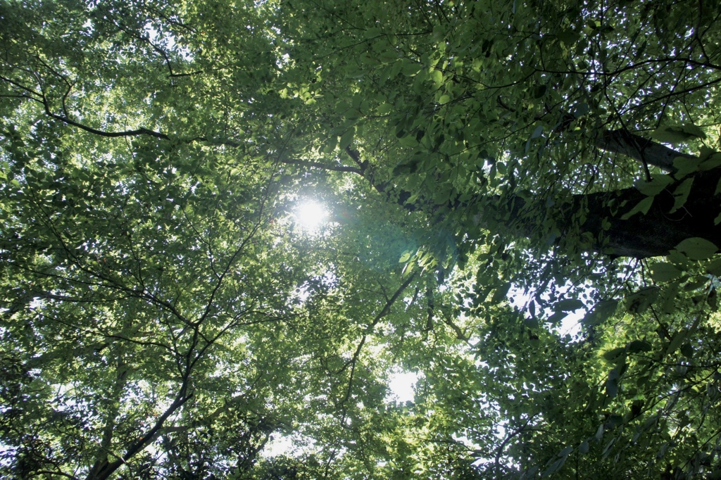 夏の木漏れ日