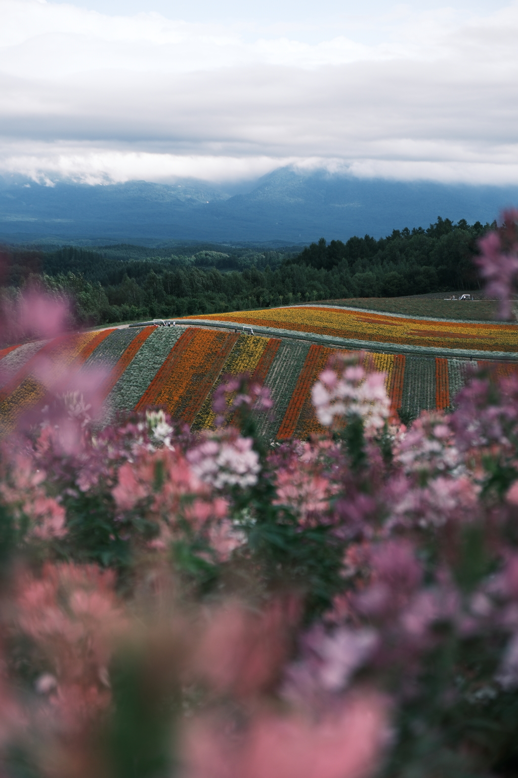 富良野