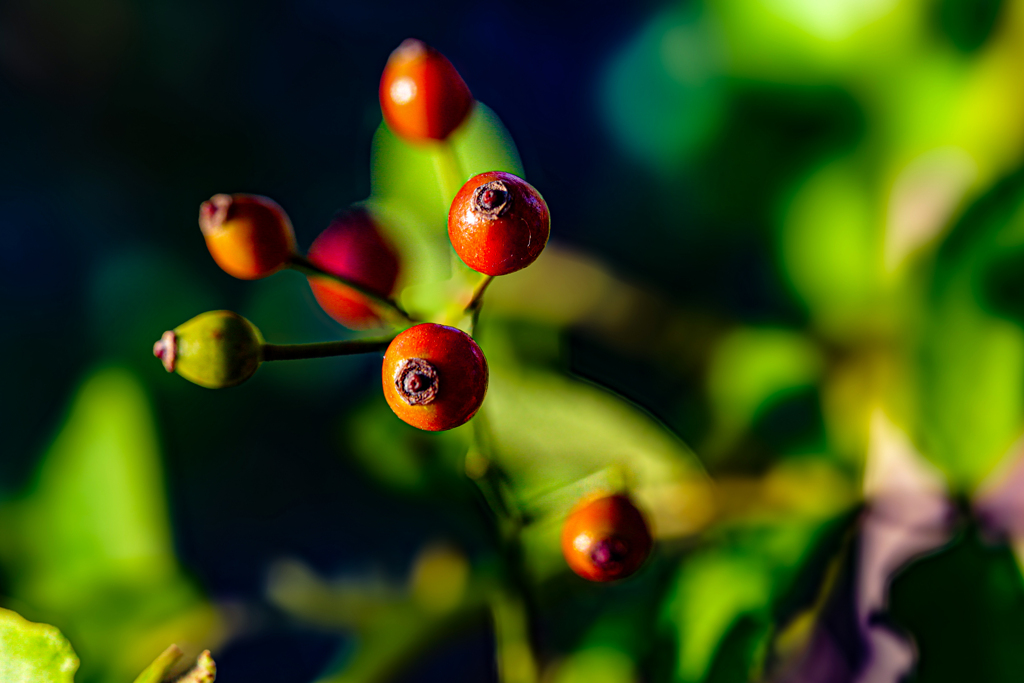 Rosa polyantha