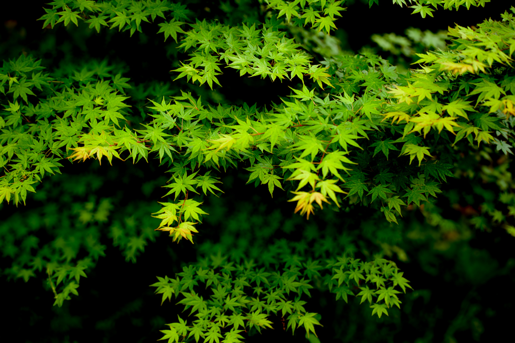 Acer palmatum