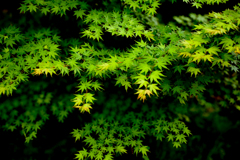 Acer palmatum