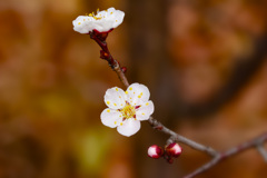 Japanese apricot blossom