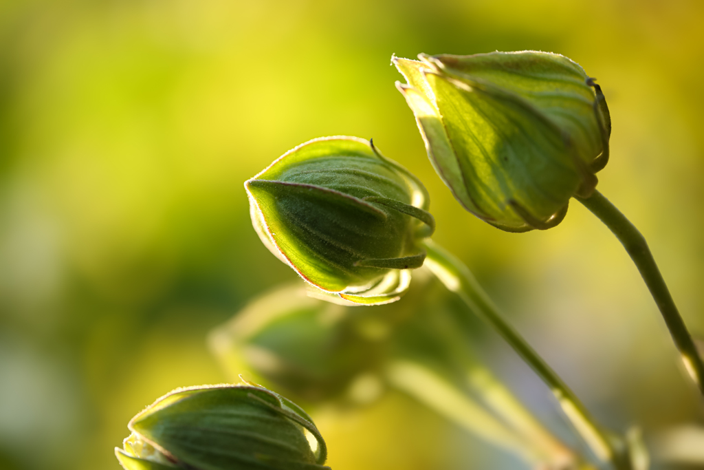 Bud