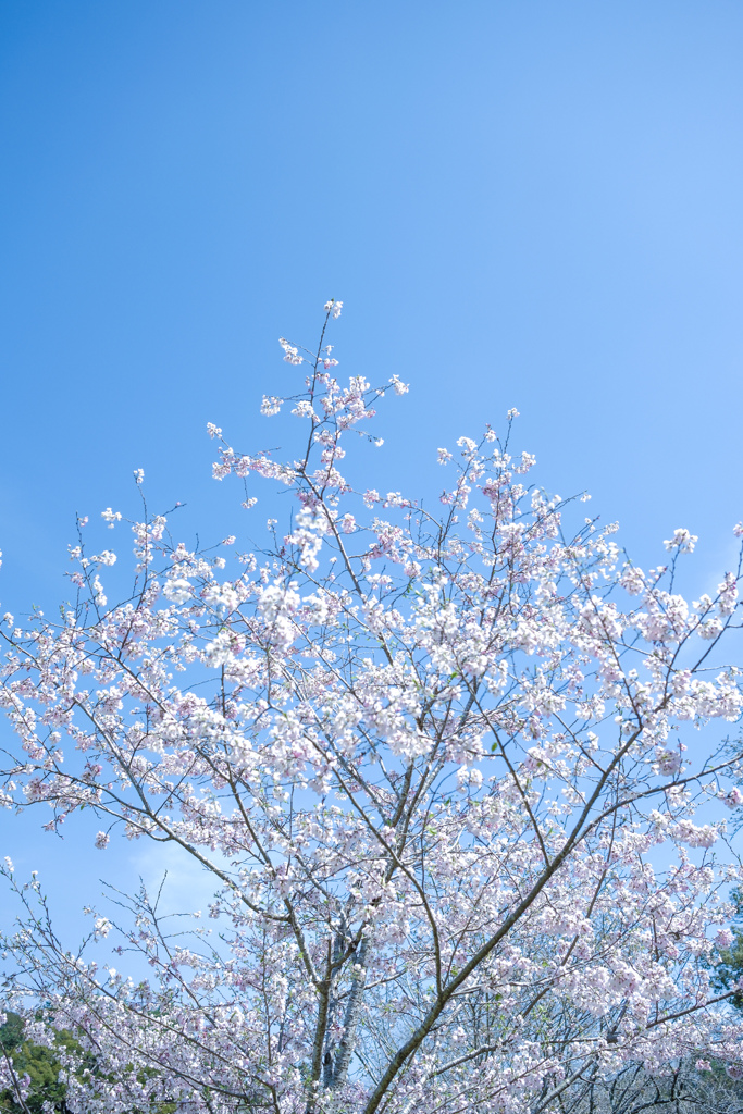 桜と青空