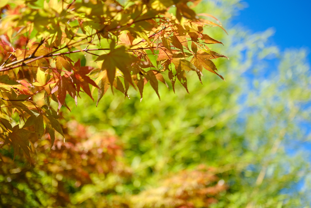 青から紅へ