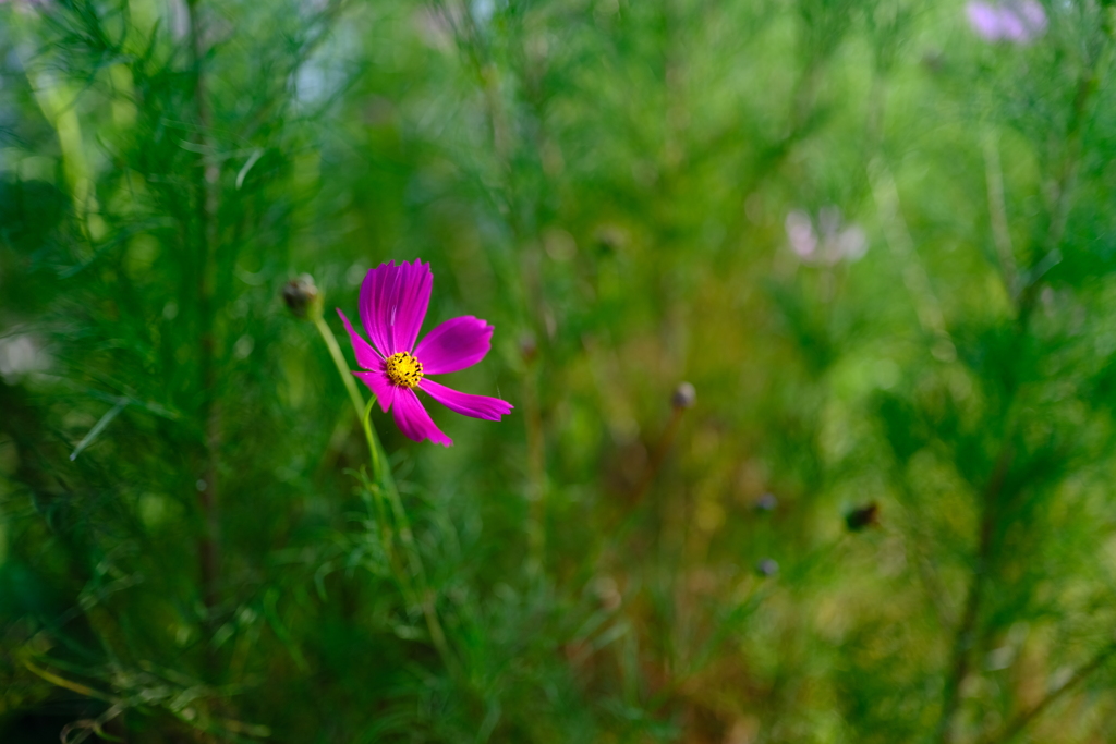 一つの花