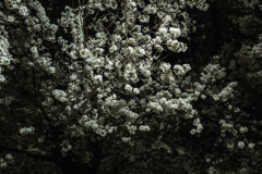 夜桜