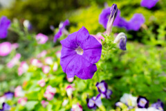 公園に咲くサフィニア