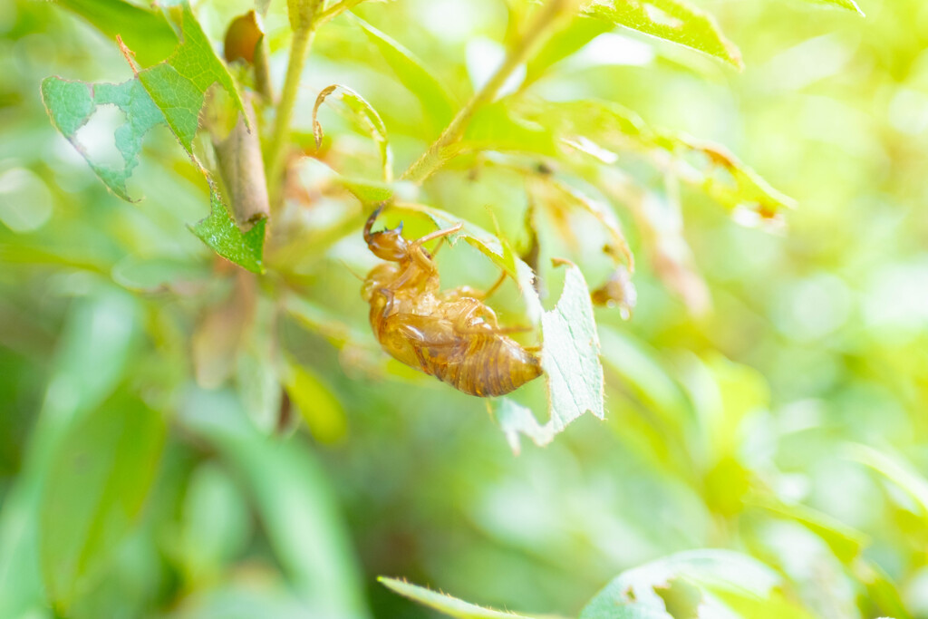 夏の支度