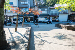 宮島で出会った鹿
