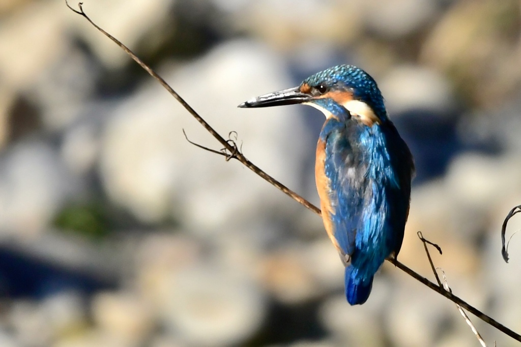 イケメンカワセミ。