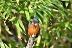カワセミ　初撮りペリット2