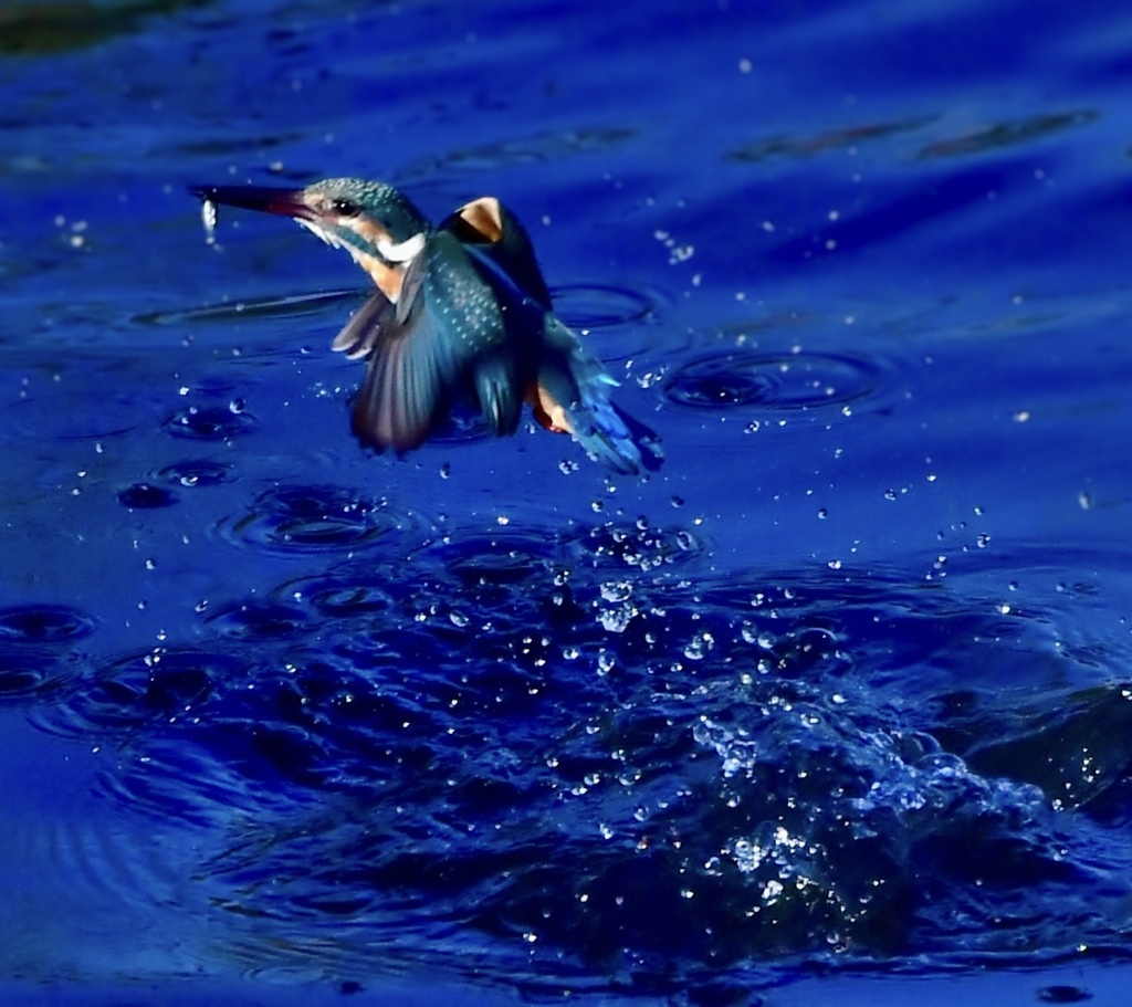 Blue kingfisher