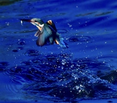 Blue kingfisher