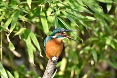 カワセミ　初撮りペリット1