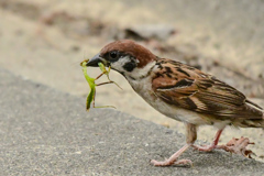 スズメの捕食