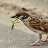 スズメの捕食