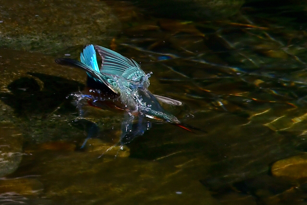 カワセミの入水。