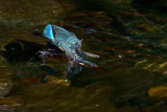 カワセミの入水。
