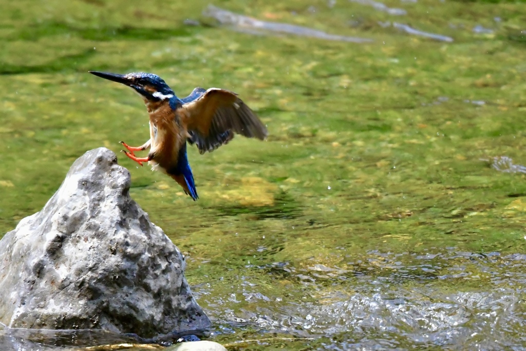 涼をとるカワセミ。