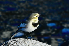 ハクセキレイ幼鳥