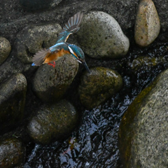 狙いを定めるカワセミ。
