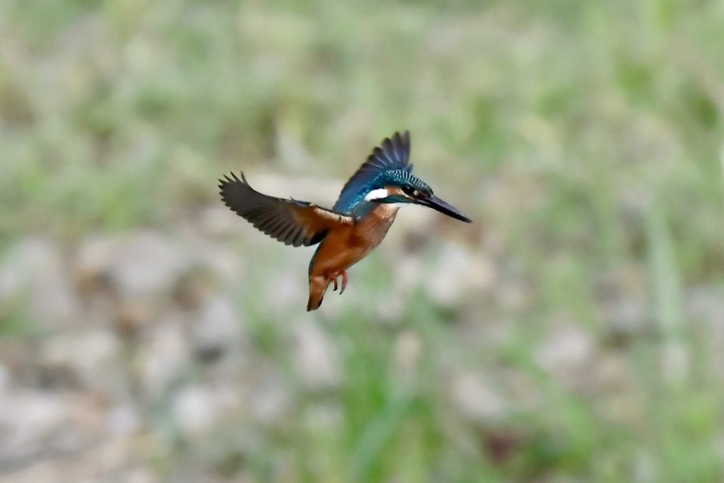 夕方のホバリング。