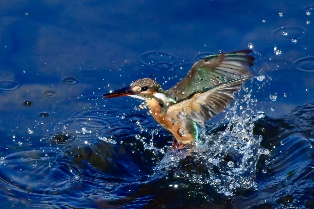 カワセミの水浴び