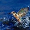 カワセミの水浴び