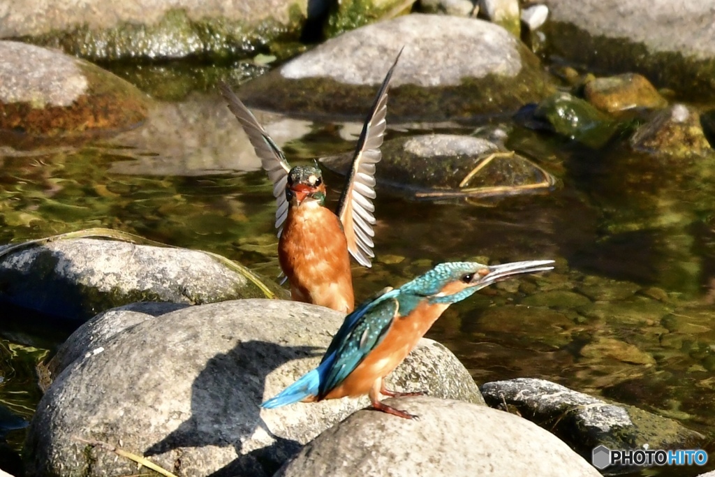 縄張り争い。vol.3