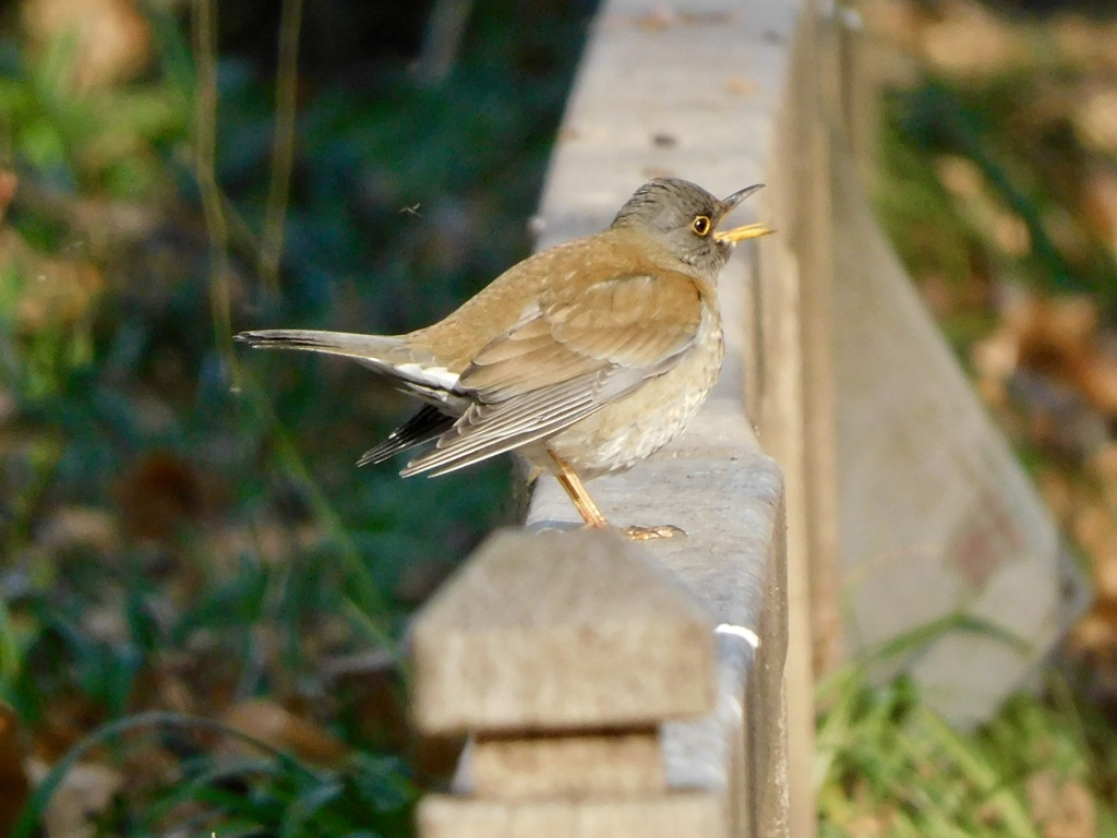 大あくびのシロハラ。