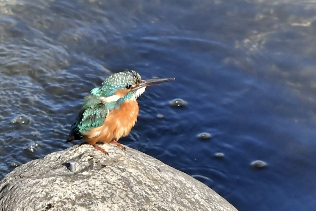 小さなカワセミ。