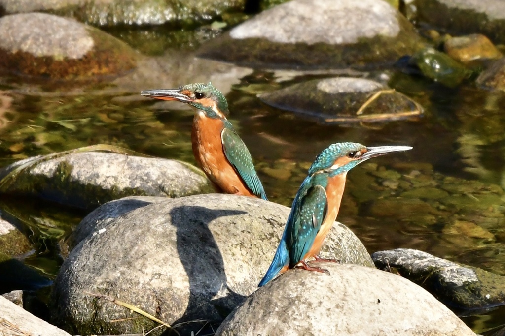 縄張り争い。vol.1