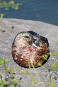 もちカモ