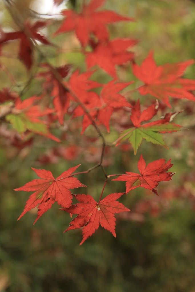 紅