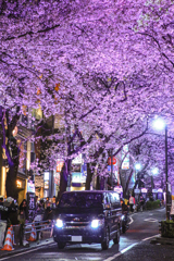 夜桜