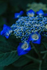 紫陽花