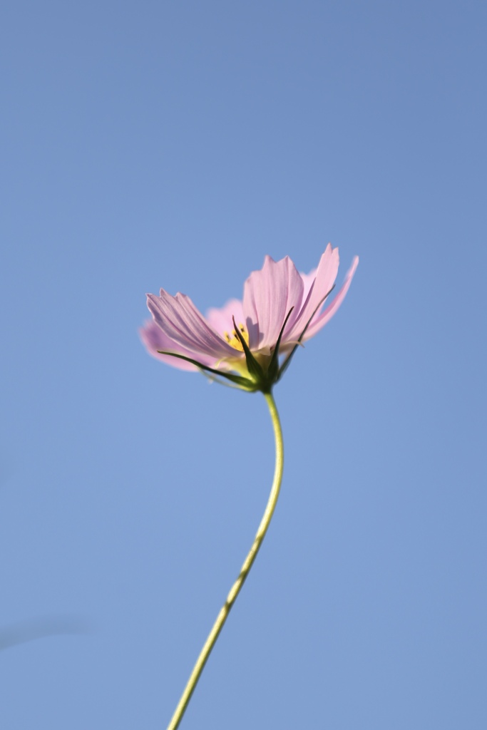 一輪の花