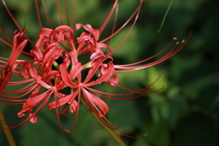 紅く染まる