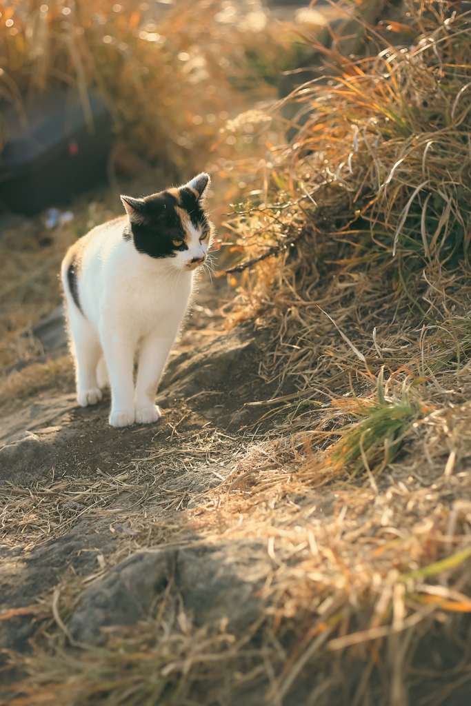 何かを見つけた猫さん