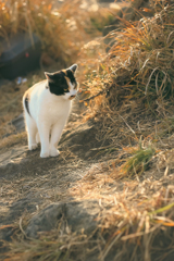 何かを見つけた猫さん