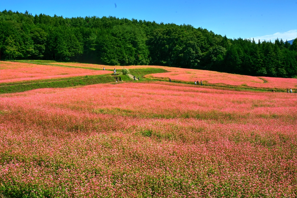 赤ソバの花畑　(原産ヒマラヤ)