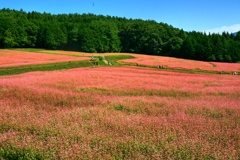 赤ソバの花畑　(原産ヒマラヤ)