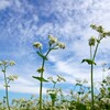 日本ソバの花