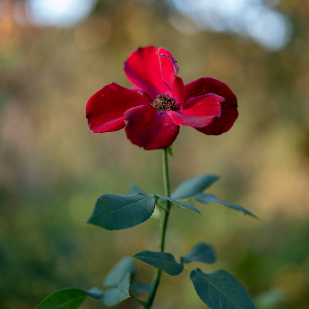 近所の花公園にて