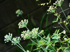 私が綺麗に写してあげる